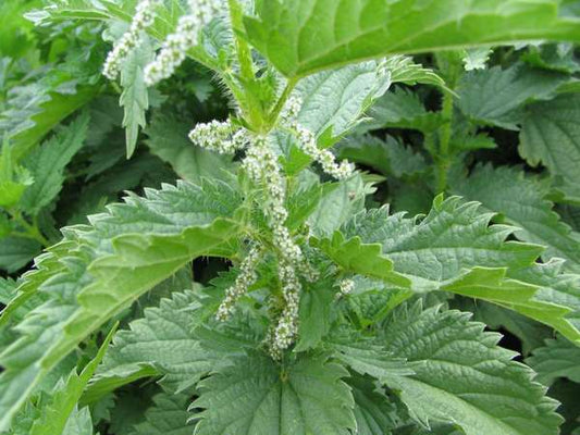 Fresh Nettle Pesto