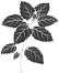 Lemon Balm