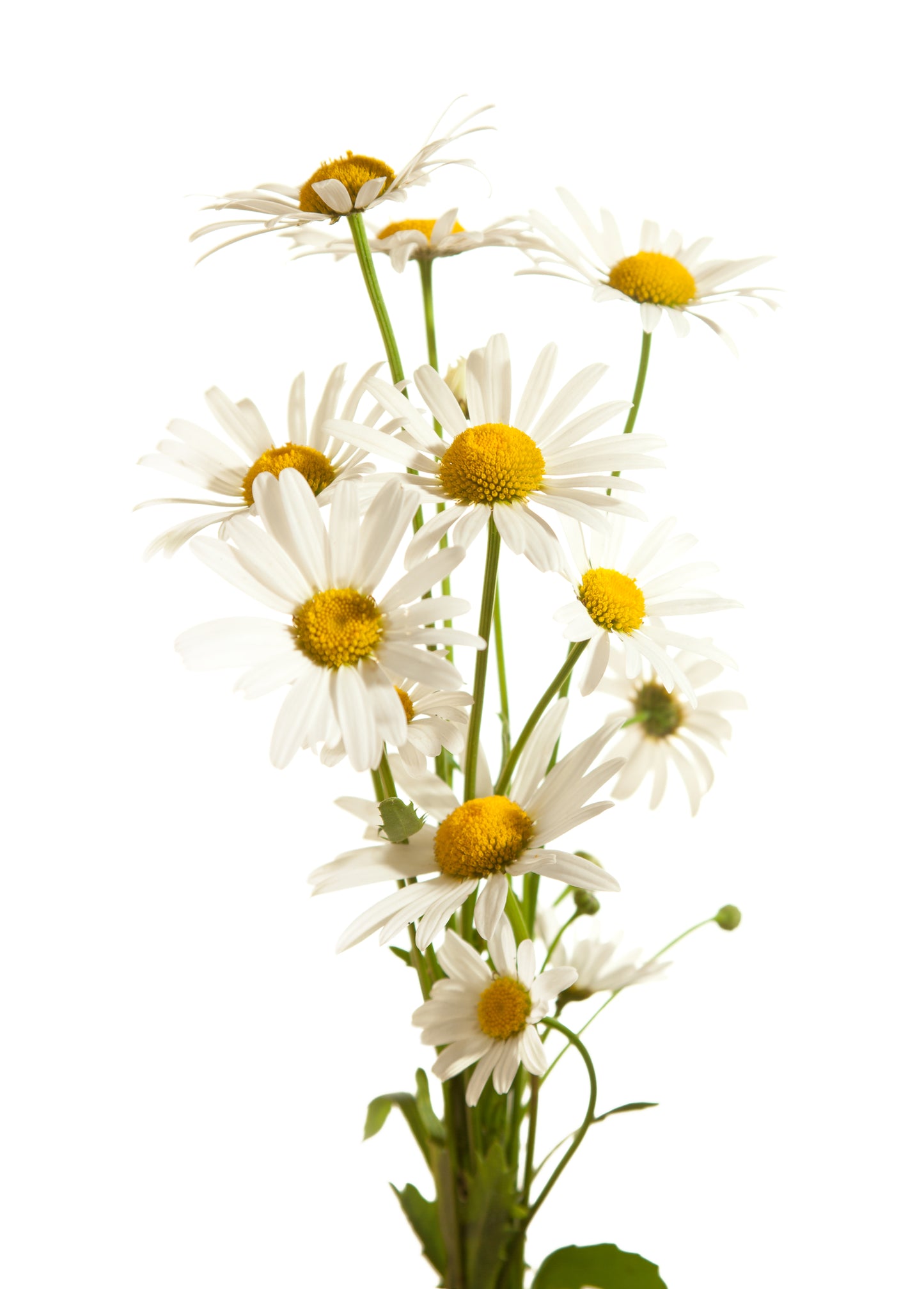 Hydrosols (Floral Waters)