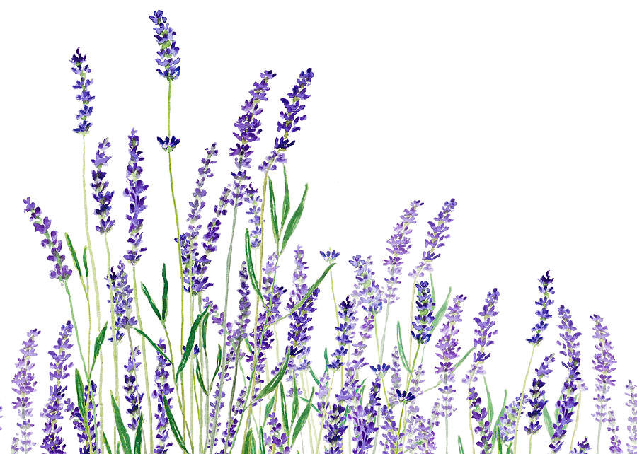 Hydrosols (Floral Waters)