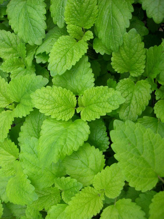 Hydrosols (Floral Waters)