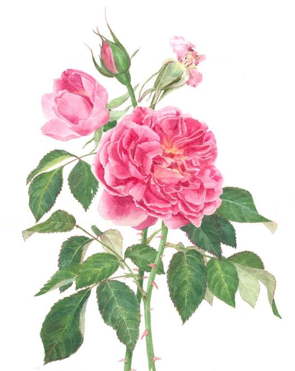 Hydrosols (Floral Waters)