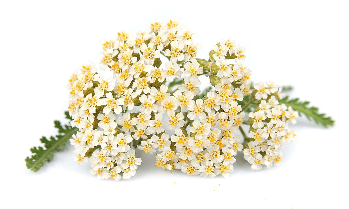 Hydrosols (Floral Waters)
