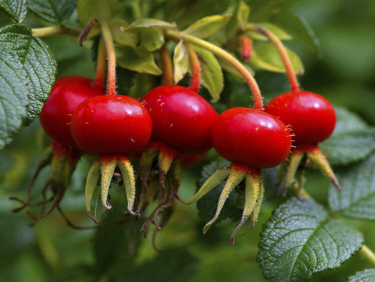 Rosehip Conserves