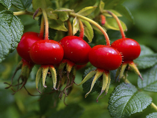 Rosehip Conserves