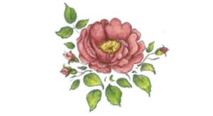 Sacred Rose Herbals