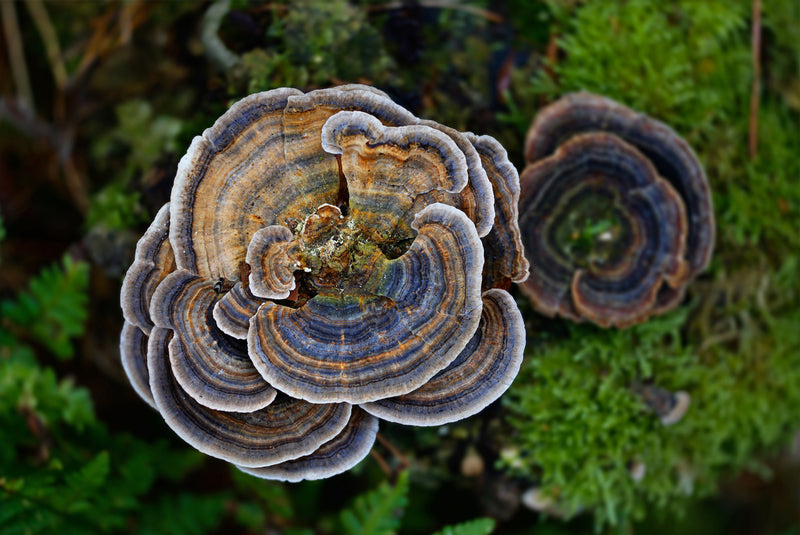 Mushrooms and Seaweeds