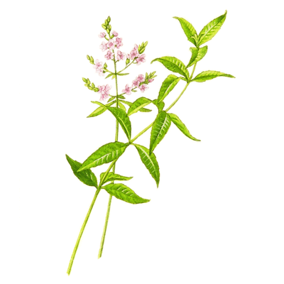 Hydrosols (Floral Waters)