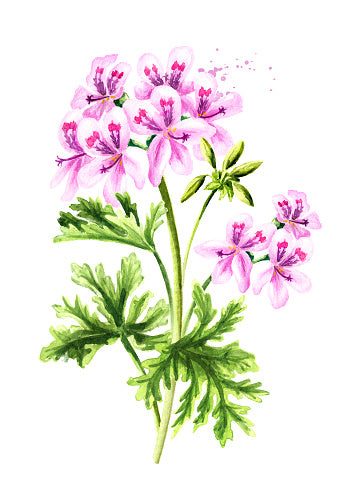 Hydrosols (Floral Waters)